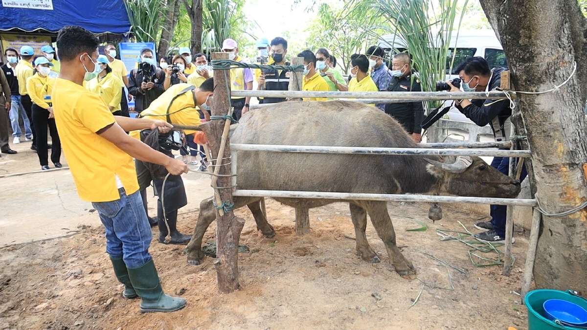มาแล้ววัคซีนลัมปีสกินล็อตแรก จำนวน 18,000 โดส ถึงโคราชเดือนนี้