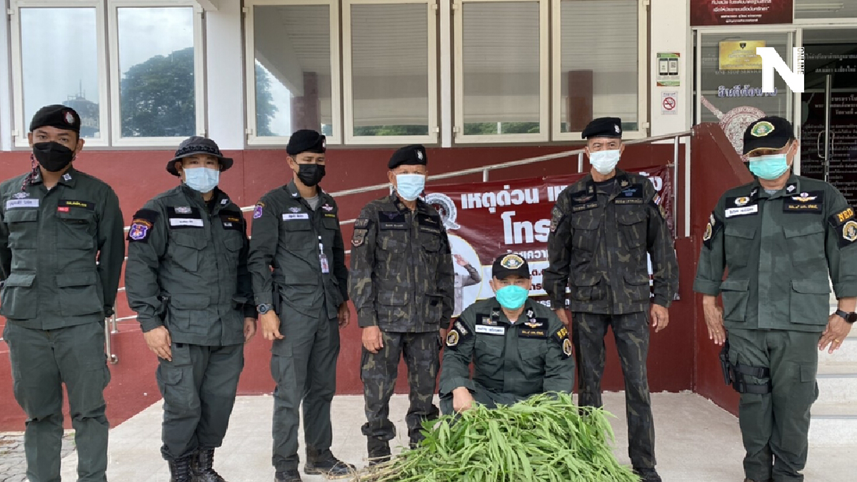 รวบหนุ่มดอยเต่าบุกรุก"ป่าสงวน"แถมปลูกกัญชาซุกในไร่