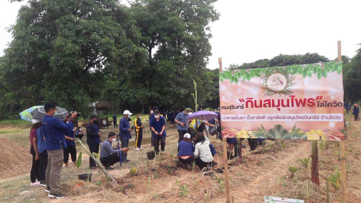 ผู้ว่าฯสุรินทร์นำส่วนราชการปลูกพืชสมุนไพร ป้องกันโควิด ผู้ว่าฯสุรินทร์นำส่วนราชการปลูกพืชสมุนไพร ป้องกันโควิด