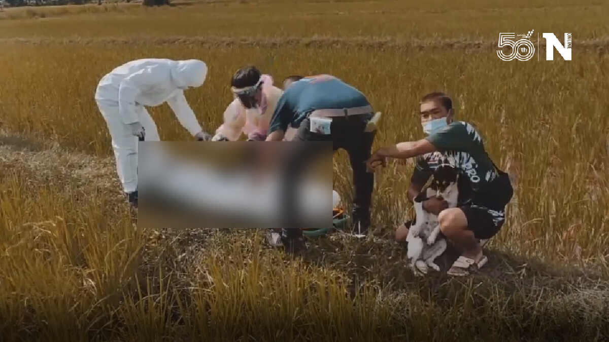 เจ้าอานสุนัขพันธุ์ไทยแสนรู้นอนเฝ้าศพหนุ่มใหญ่วูบตายในทุ่งนา