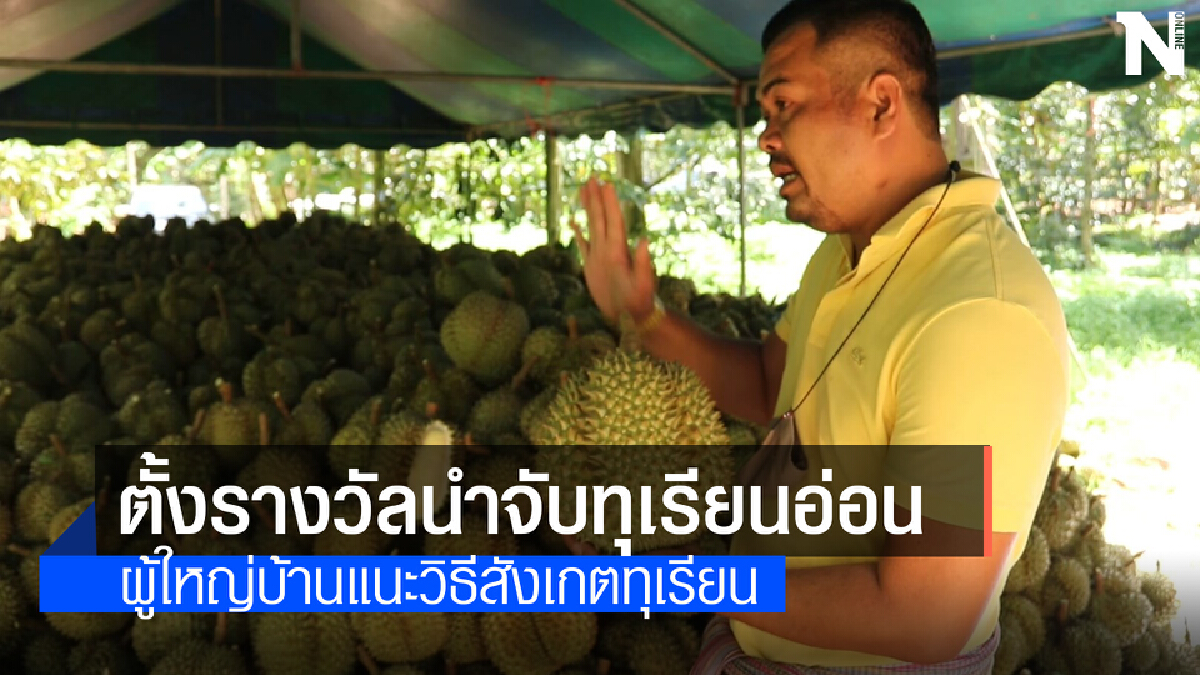ผู้ใหญ่บ้านตั้งรางวัลนำจับพวกตัดทุเรียนอ่อน พร้อมแนะวิธีสังเกต