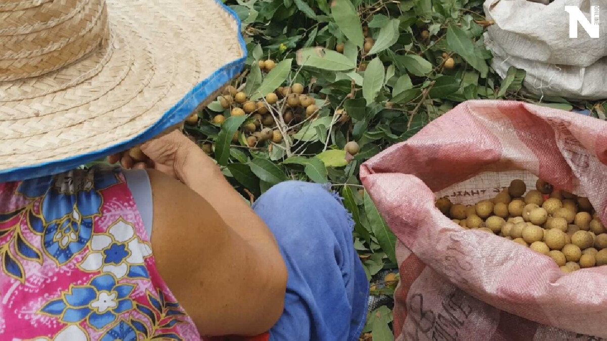เกษตรอำเภอเร่งขึ้นทะเบียนแรงงานเก็บลำไยคุมโควิดระบาด