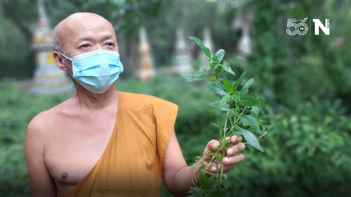 เจ้าอาวาสวัดติสสฯแจกฟรีต้นฟ้าทะลายโจรสุมนไพรต้านโควิด