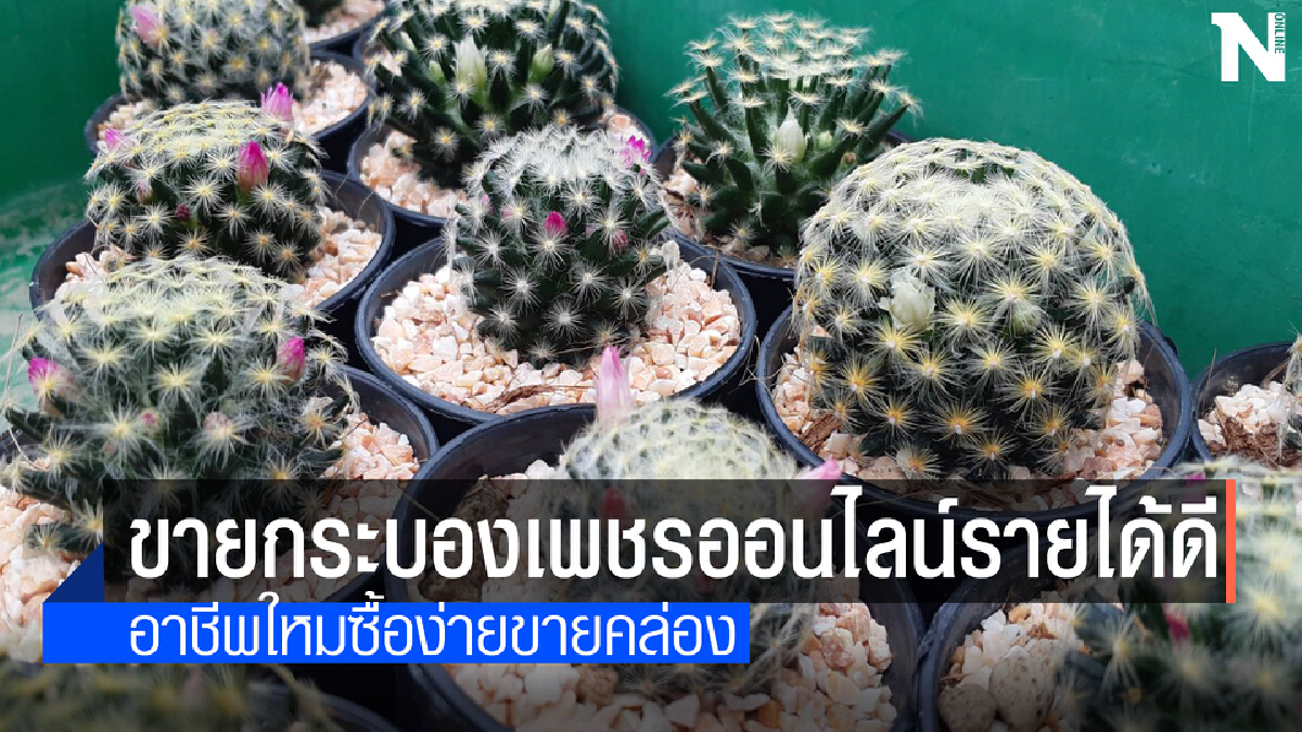 อาชีพใหม่ฝ่าวิกฤติโควิดขายกระบองเพชรออนไลน์รายได้งาม
