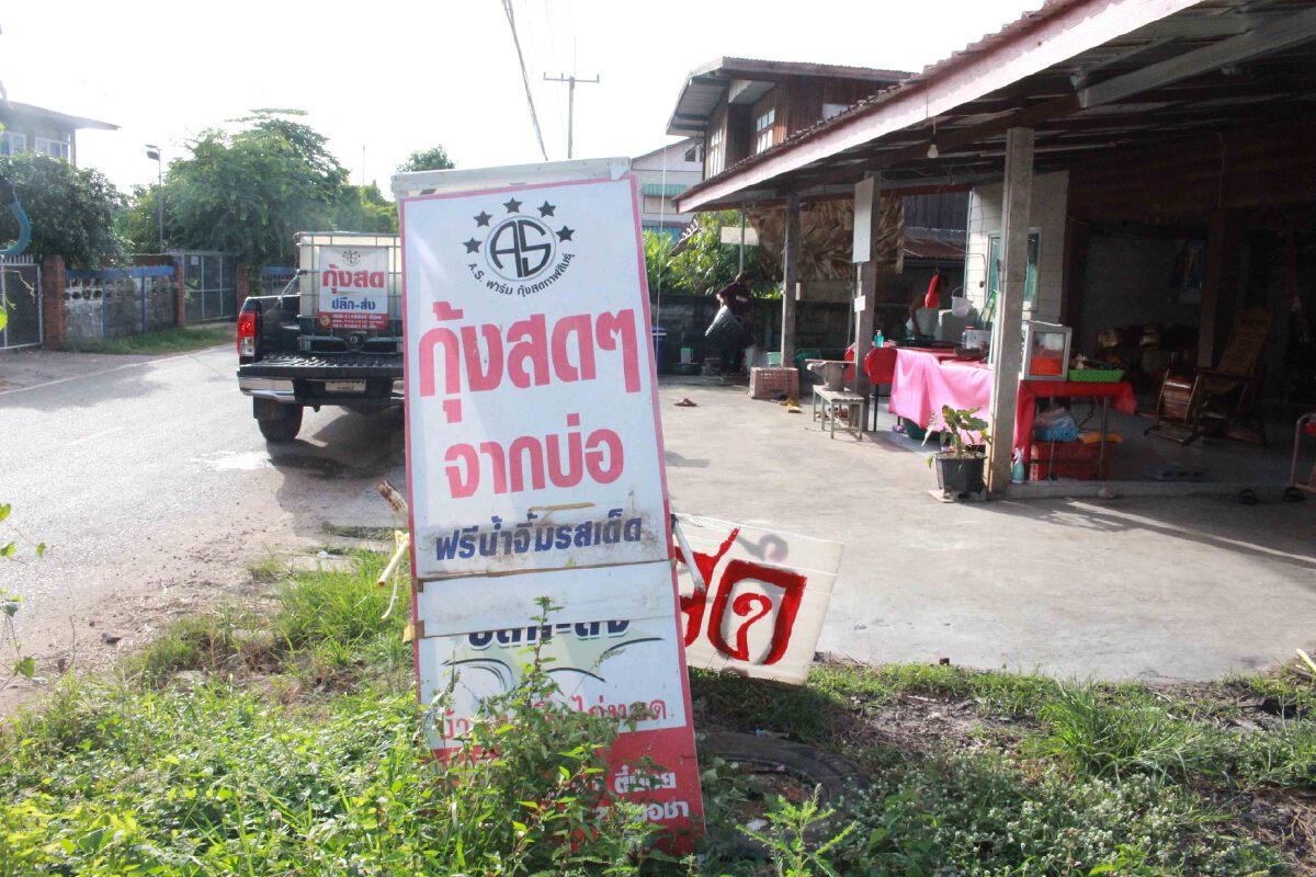 โควิดยืดเยื้อชาวนากุ้งช้ำ ร้านอาหารปิดตลาดเหงากุ้งน็อคตายอื้อ