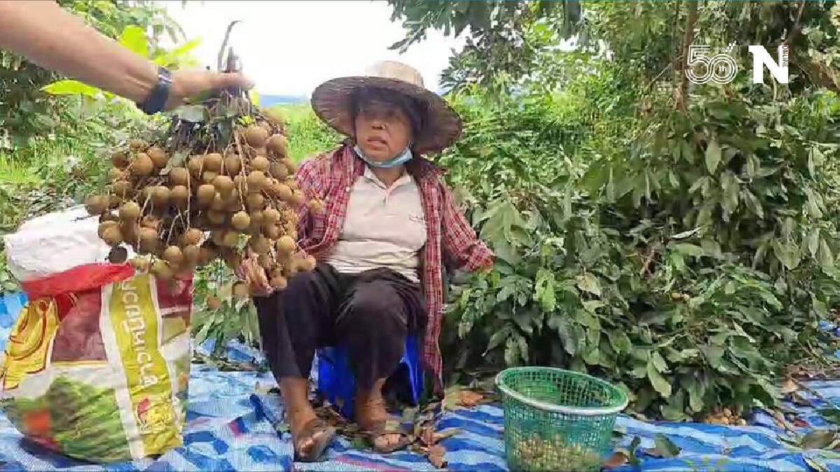 ชาวสวนลำไยเร่งเก็บผลผลิต-หวั่นพิษโควิด19ทำราคาร่วง ชาวสวนลำไยเร่งเก็บผลผลิต-หวั่นพิษโควิด19ทำราคาร่วง