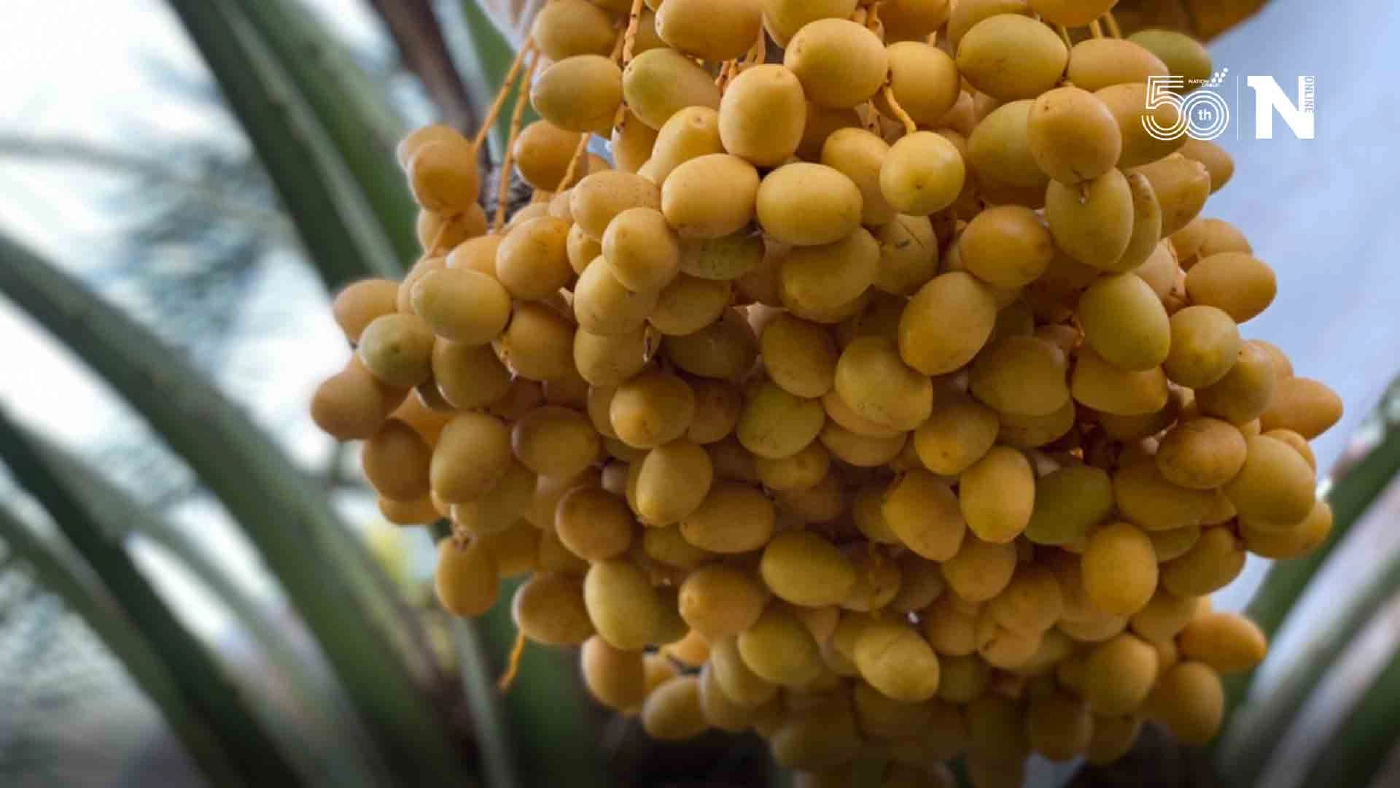 เจ้าของสวนอินทผลัมวังน้ำเขียว วอนช่วยอุดหนุนเกษตรกรช่วงโควิด