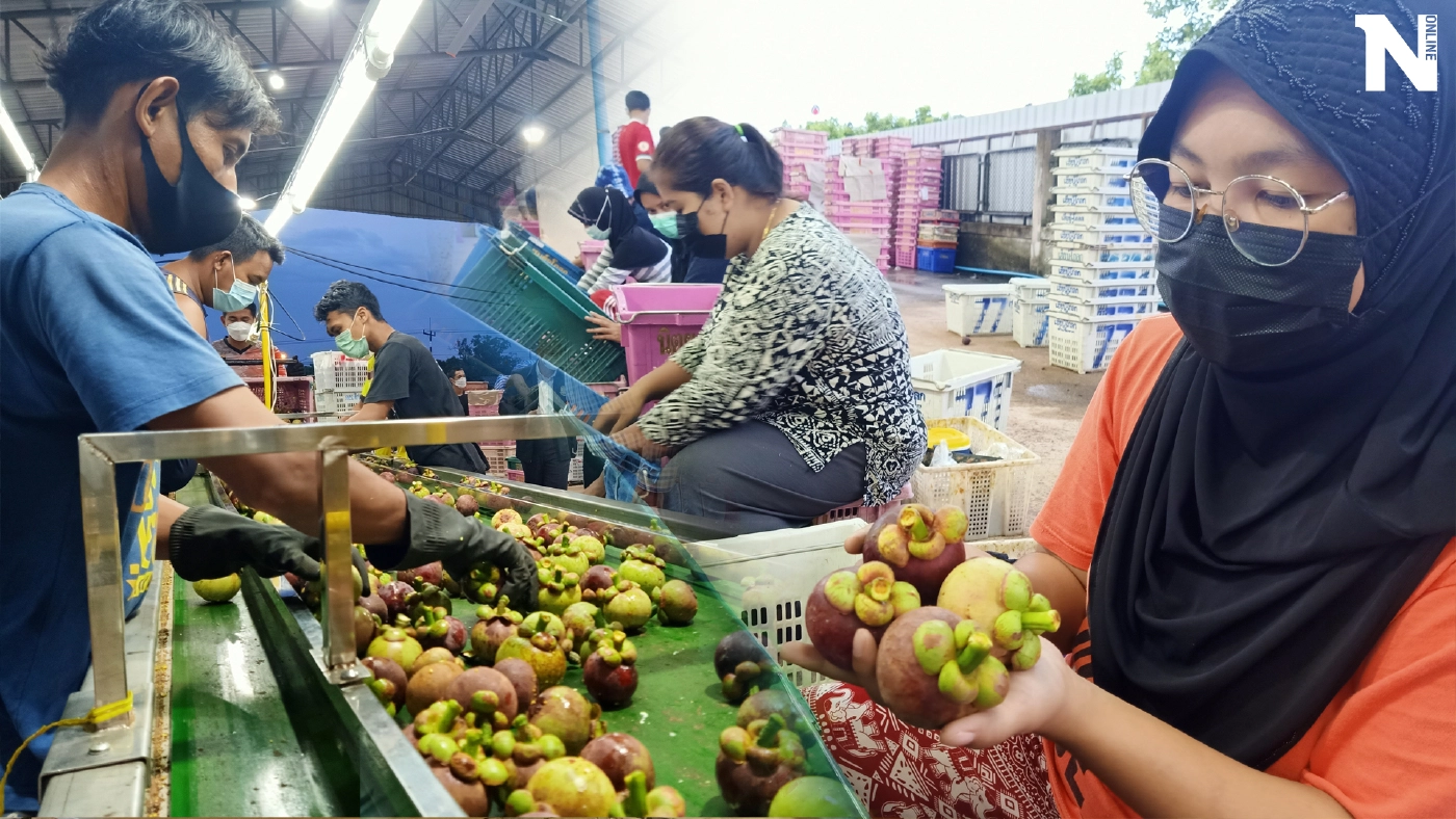 นราธิวาสเปิดศูนย์ฯผลไม้ชายแดนใต้คัดเกรดส่งขายห้างฯดังพื้นที่ล็อกดาวน์