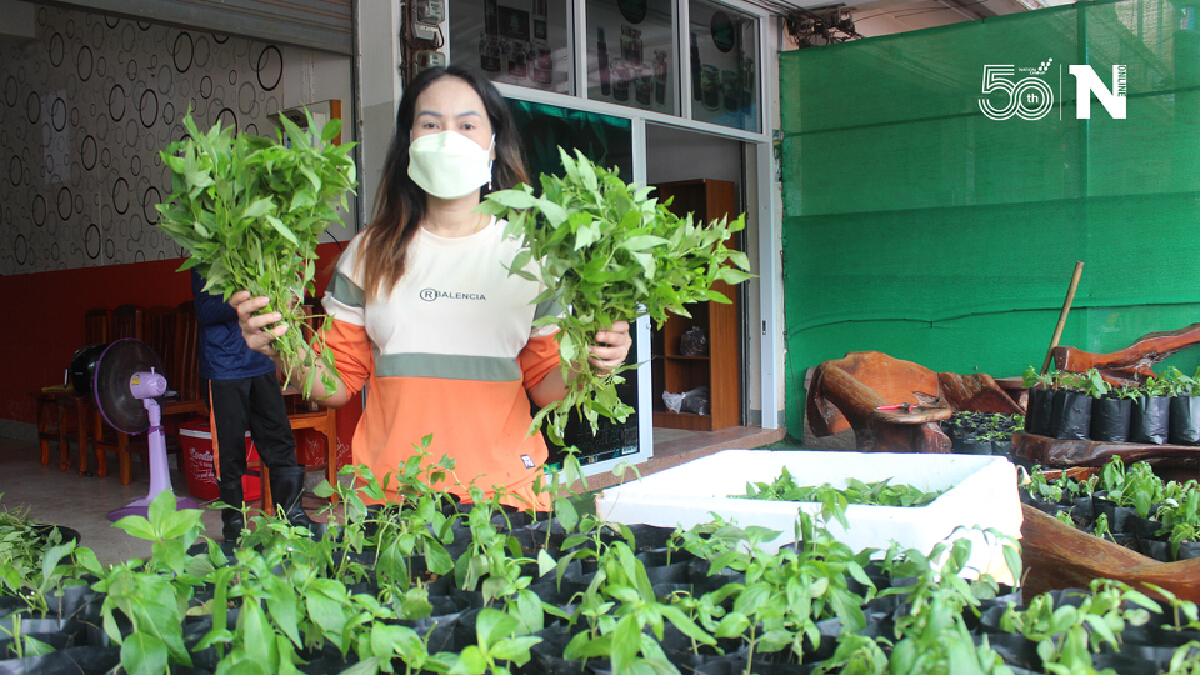 หมอโบราณสอนสูตรยารักษาโควิดและแจกพันธุ์ฟ้าทะลายโจรฟรีแก่ผู้สนใจ