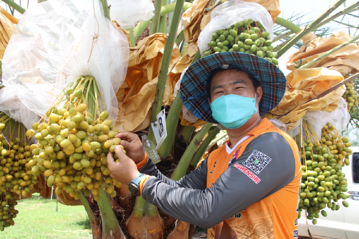 เปิดไร่"อินทผลัม" แลนด์มาร์คใหม่ท่องเที่ยวเชิงเกษตร