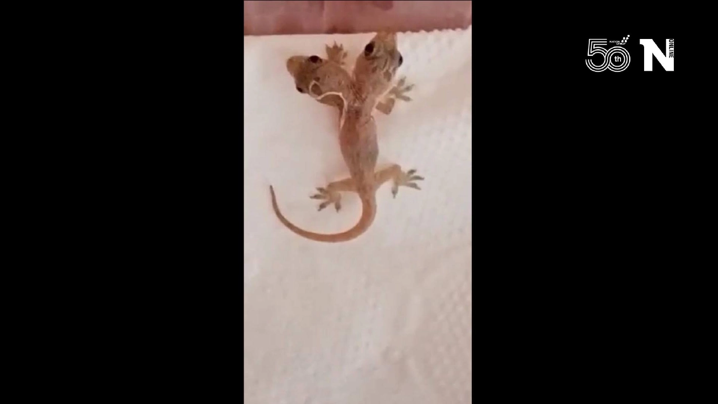 ฮือฮา!จิ้งจกแฝด“อิน-จัน”เชื่อให้โชคลาภ