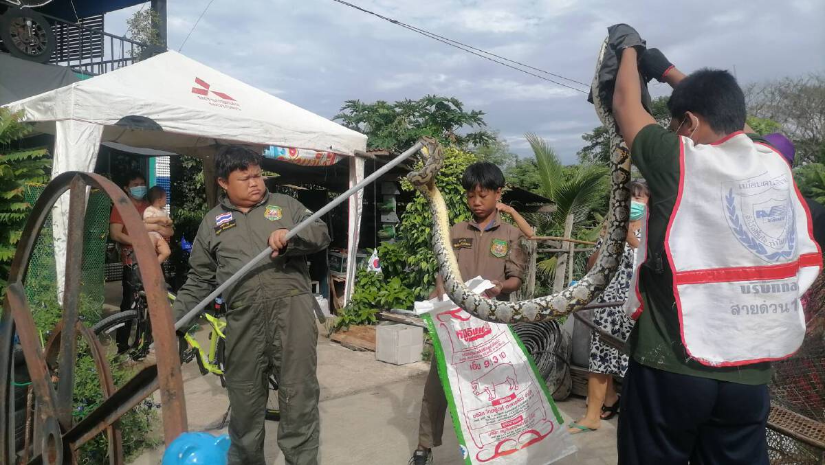 กู้ภัยอัมรินทร์ลำปางช่วยชีวิตงูเหลือมติดตาข่ายดักปลา กู้ภัยอัมรินทร์ลำปางช่วยชีวิตงูเหลือมติดตาข่ายดักปลา