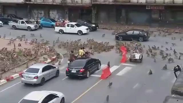 ลิงลพบุรีนับพันตัวยกพวกตีกันกลางถนน สุดท้ายบาดเจ็บอื้อเลือดนองเต็มถนน