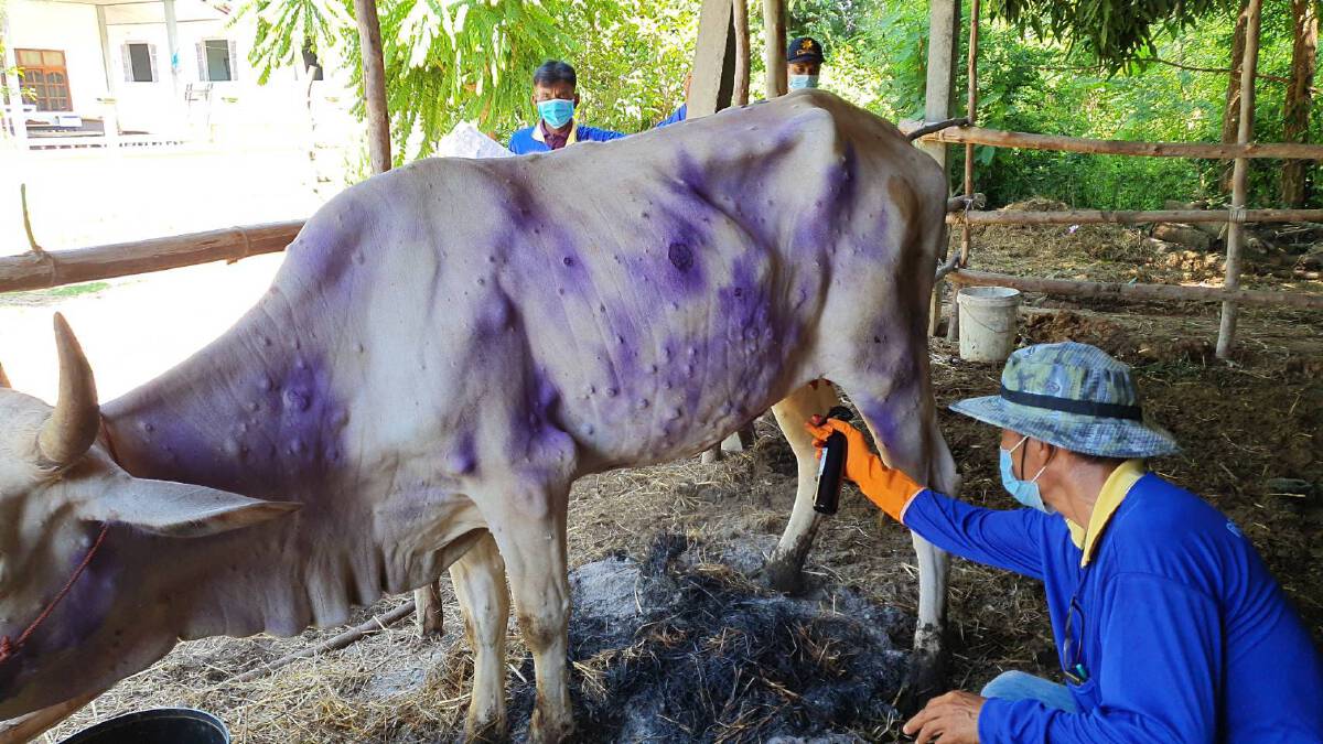 เลยประกาศเขตพื้นที่โรคระบาดสัตว์ "ลัมปีสกิน" 14 อำเภอ