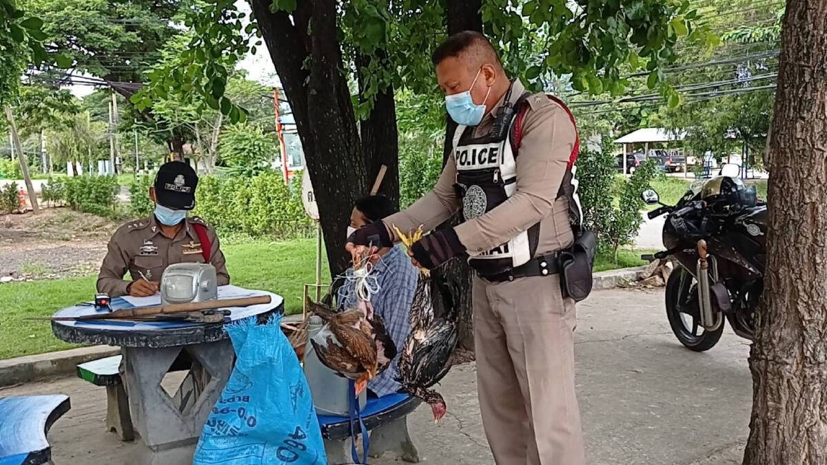 สุดทน แจ้งจับน้องชายขโมยแม่พันธุ์ไก่ชน ตำรวจรวบตัวได้ทันควัน