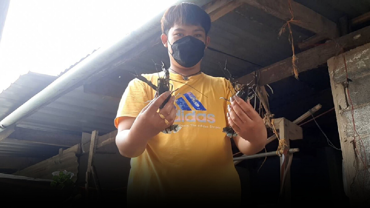 ว่างจากเรียนออนไลน์ ขายกุ้งรายได้งาม ว่างจากเรียนออนไลน์ ขายกุ้งรายได้งาม