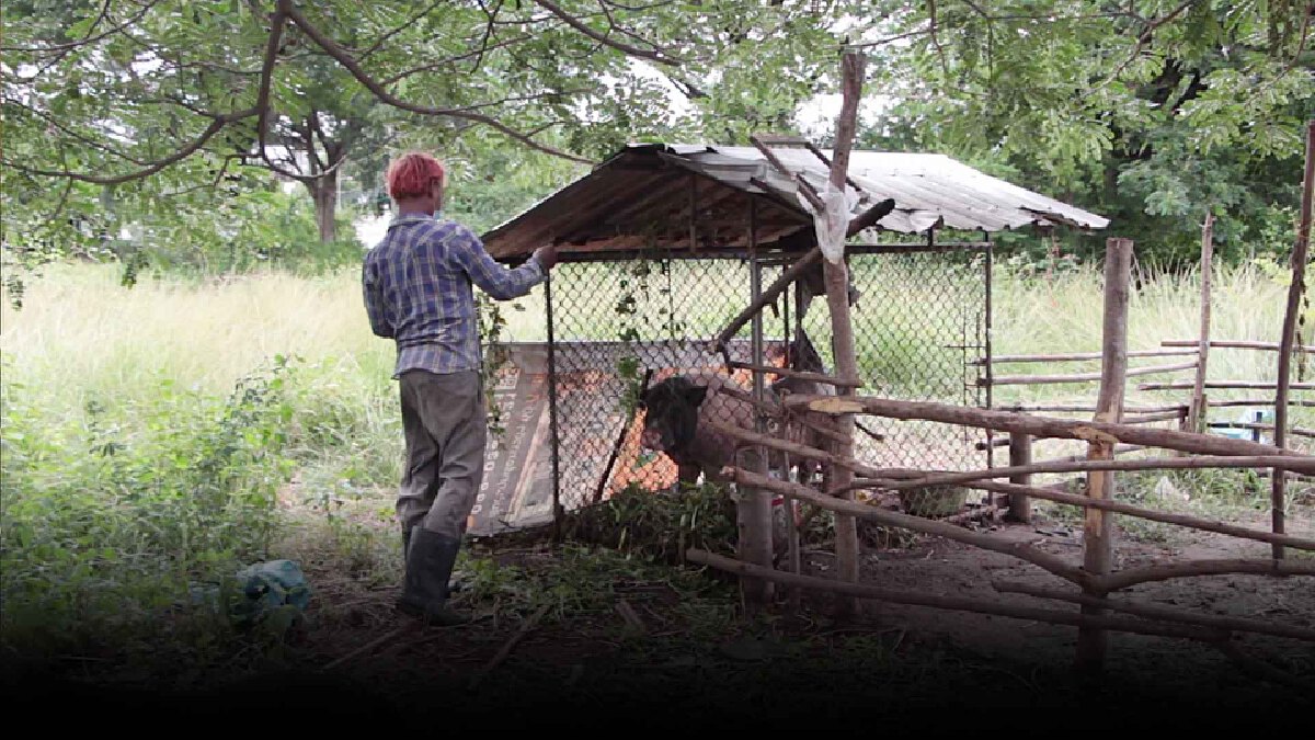 ขังแล้ว! “หมูคลั่งในตำนาน” หลังกัดเบาะรถ จยย.ชาวบ้าน