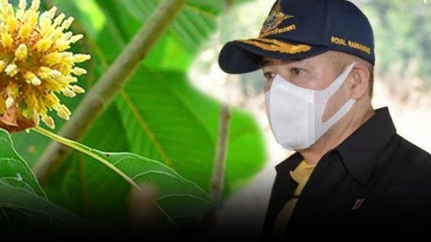 ธรรมนัส ชูปลูก "กระท่อม เป็นพืชศก." ส่งเสริมพี่น้องภาคใต้