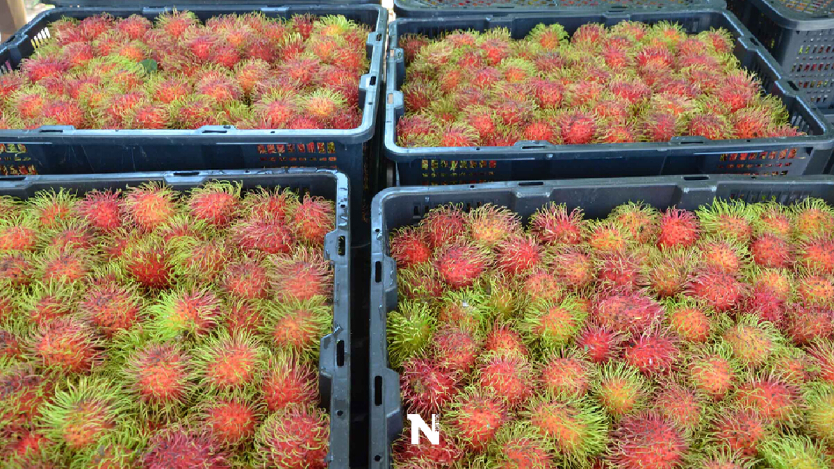 สหกรณ์เมืองน้ำดำ ซื้อเงาะช่วยชาวสวนสุราษฎร์ฯ 3 ตันผลผลิตตากค้างช่วงโควิด