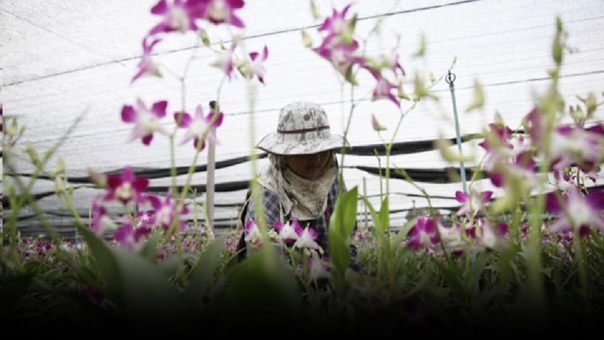 เกษตรฯ ชวนพลิกวิกฤตสู่โอกาสสร้างรายได้ "กล้วยไม้ไทย"