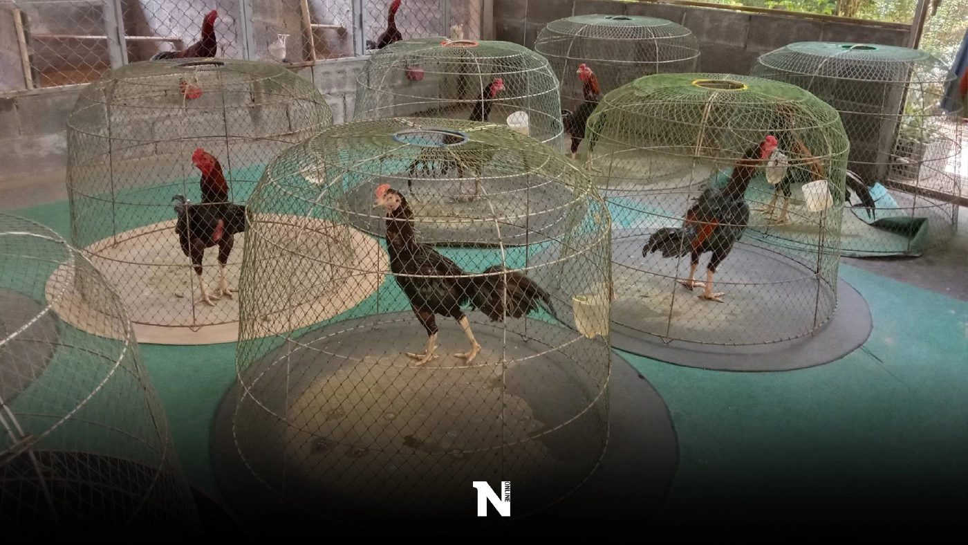 พิษโควิด-19 ฟาร์มไก่ชนชื่อดังเมืองโคราชกระทบหนัก