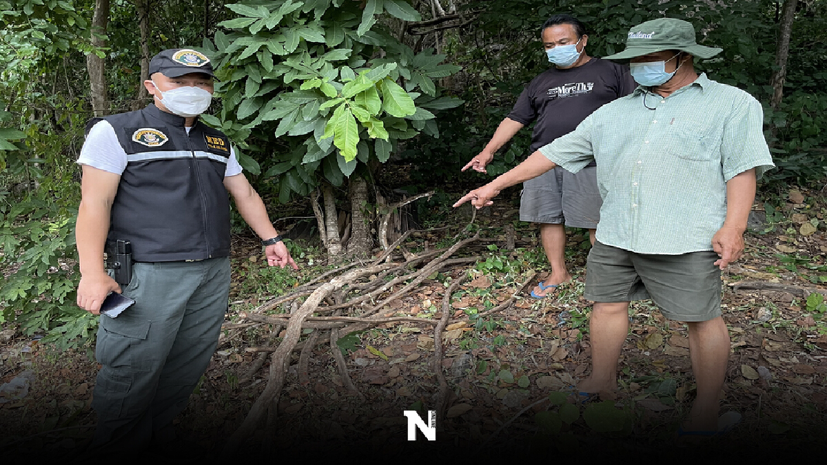 จับ 4 ผู้ต้องหาลักลอบขนเถาวัลย์ในป่าสงวนมาขาย