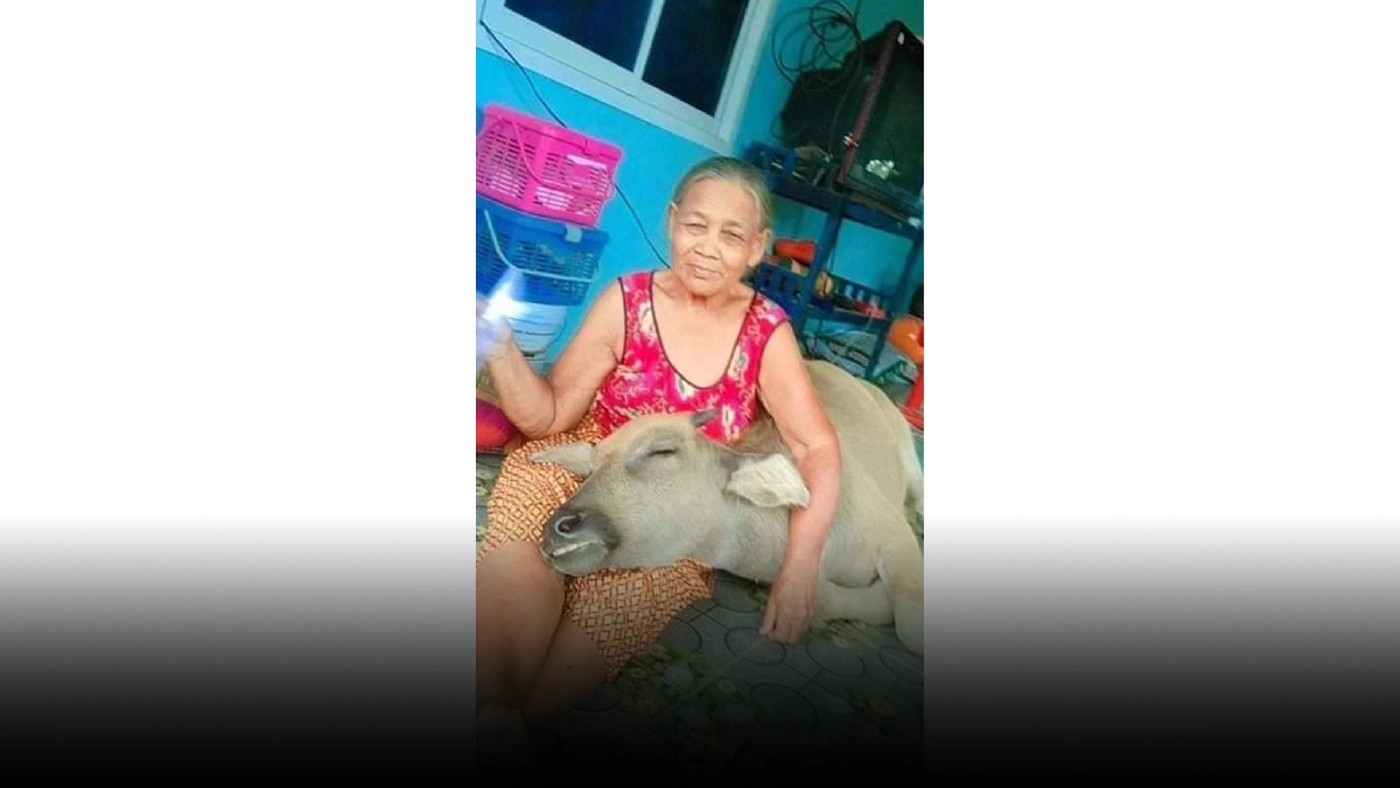 ทึ่งควายแสนรู้ ชอบนอนหนุนตักยายและดูดนมในขวดคล้ายกับลูกคน