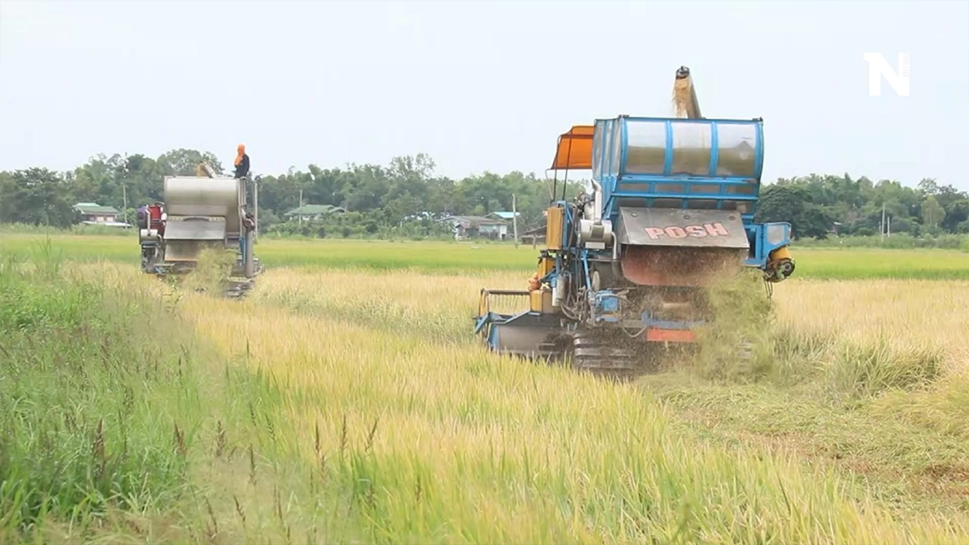 เร่งเกี่ยวข้าวหนีฝน-ร้องรัฐช่วยเหลือราคาตกต่ำ