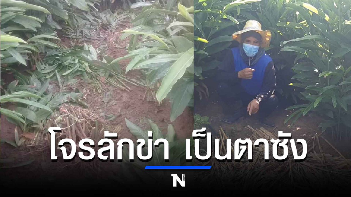 โจรแสบตระเวณขโมยสมุนไพรเสิงสางต้องลงทุนนอนเฝ้า โจรแสบตระเวณขโมยสมุนไพรเสิงสางต้องลงทุนนอนเฝ้า