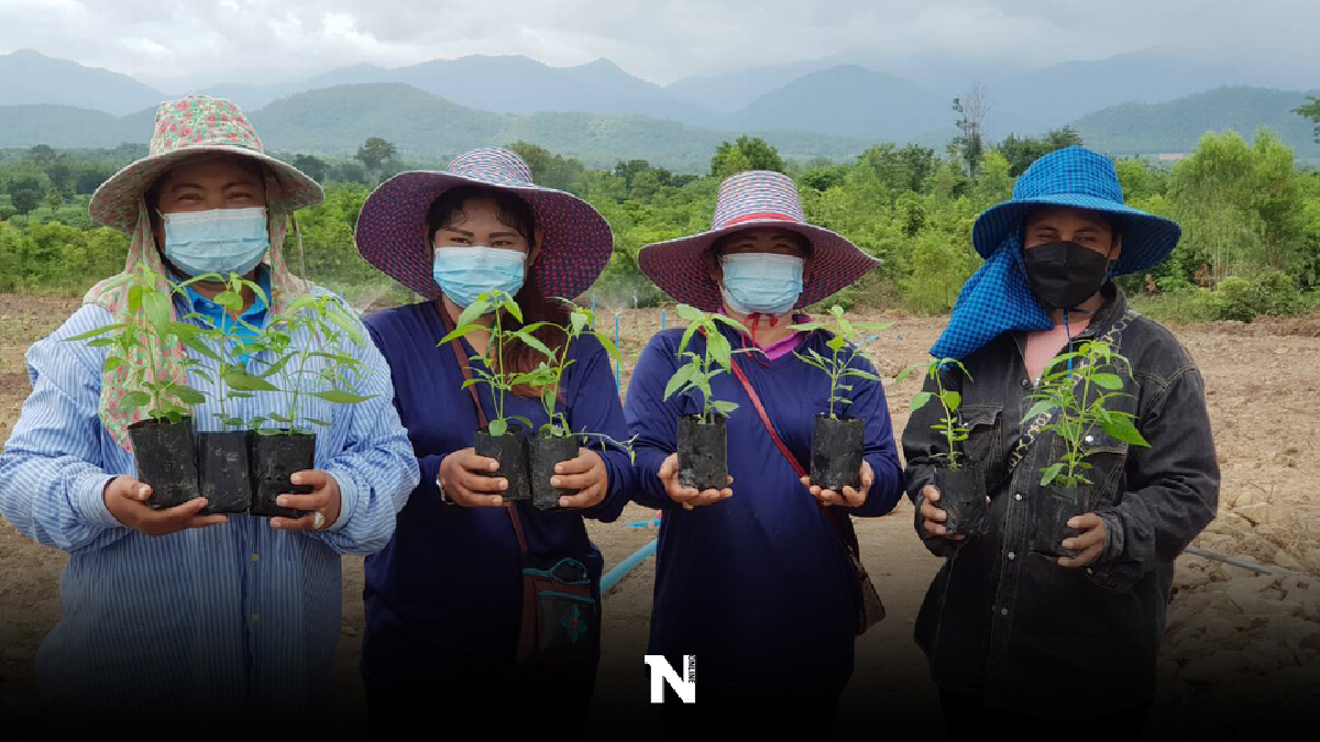 เกษตรฯ หนุนอาชีพปลูกฟ้าทลายโจรป้อนสาธารณสุข เกษตรฯ หนุนอาชีพปลูกฟ้าทลายโจรป้อนสาธารณสุข