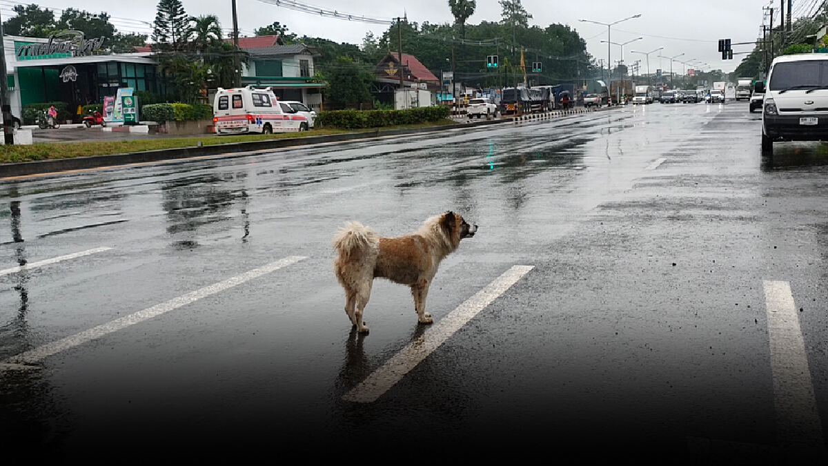 สุดสงสาร บางแก้วเพศเมียถูกปล่อยทิ้งหน้าร้านอาหารยืนตากฝนรอเจ้าของ5วัน
