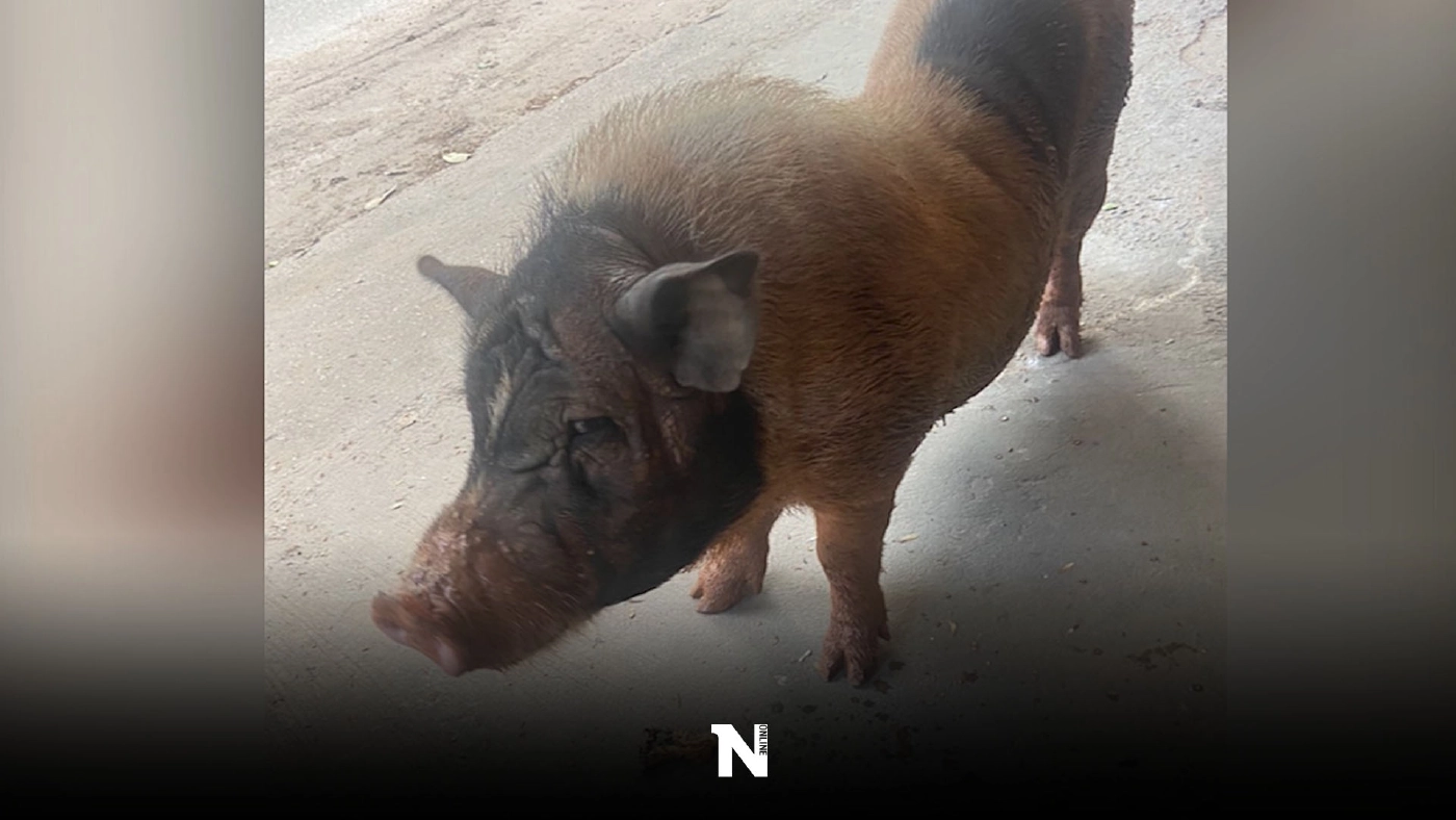 “หมูคลั่ง” ขืนใจ-กัดเบาะรถ จยย.ชาวบ้าน พบประวัติฉาวอื้อ