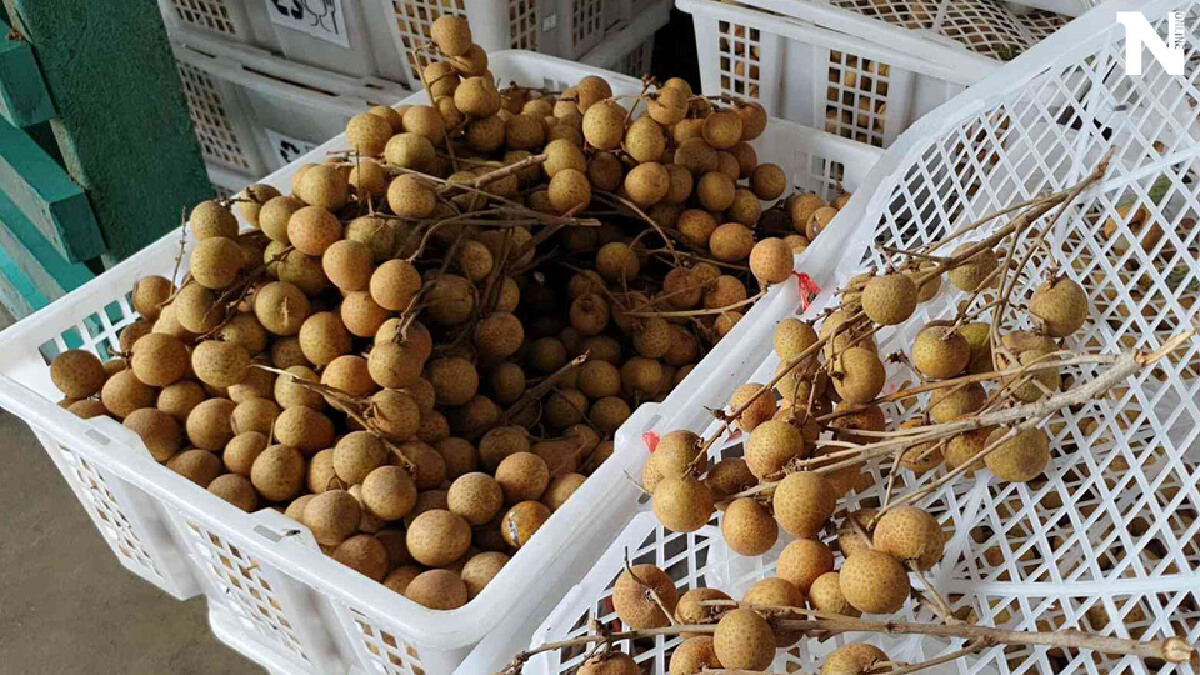 "ล้งลำไย"ลุ้นจีนผ่อนปรนปัญหาเพลี้ยแป้ง