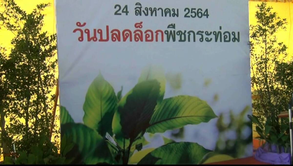 ดีเดย์แล้ว! ปลดล็อกพืชกระท่อมไม่ผิดกฎหมาย เคี้ยว-ต้ม-ขาย ไม่โดนจับ