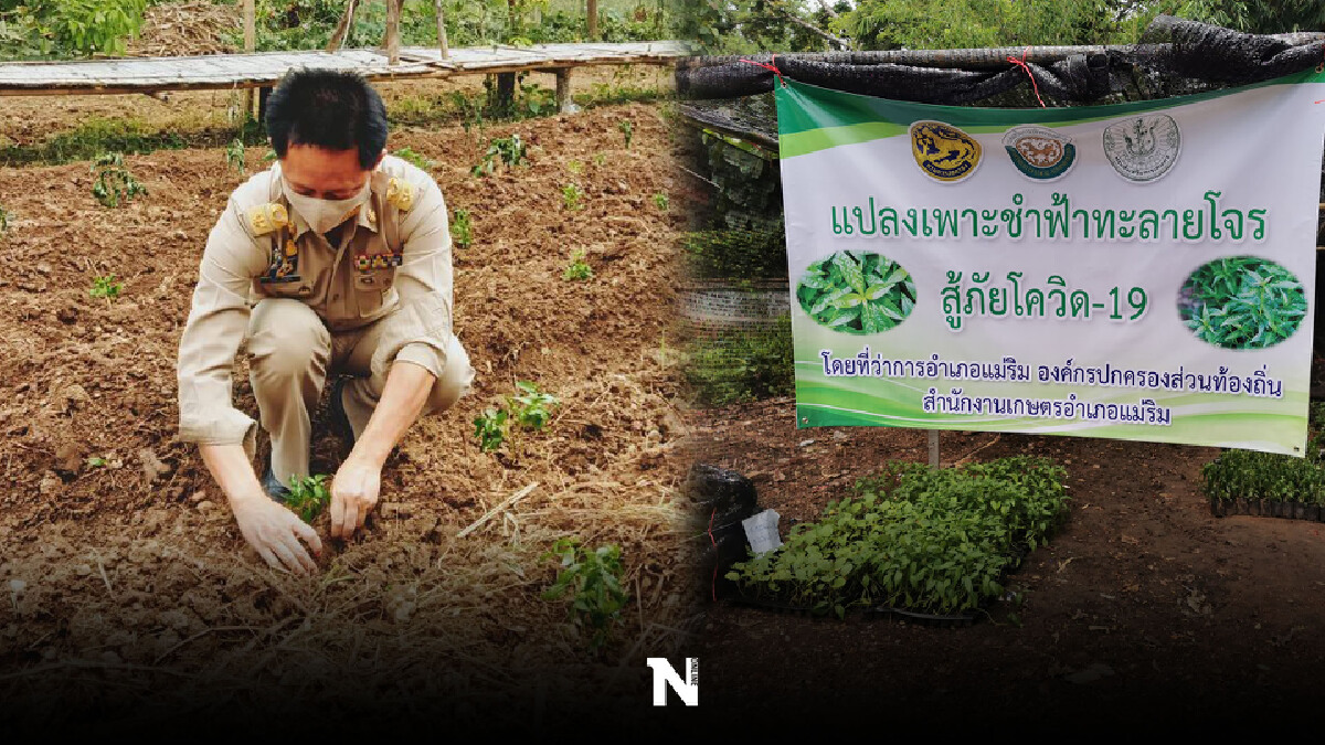 นอภ.แม่ริมยันไม่เคยใช้ผิวมะกรูดผสมน้ำส้มรักษาโควิด