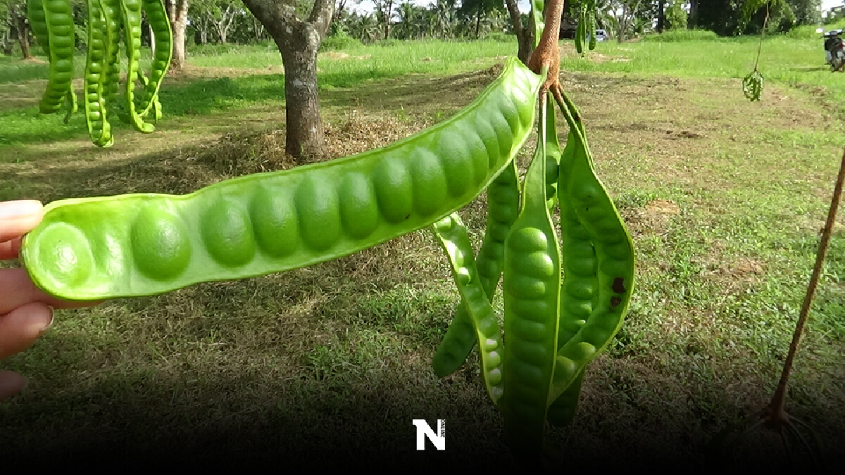 พืชสวนตรังวิจัยสะตอพันธุ์ตรังสำเร็จ จุดเด่นฝักดกเม็ดชิด