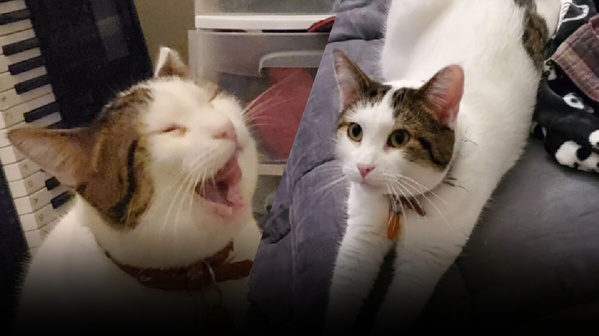 ทาสแมวใจละลาย! เปิดตัวจริงเจ้าเหมียวเกม POPCAT น่าฟัดสุด ๆ ทาสแมวใจละลาย! เปิดตัวจริงเจ้าเหมียวเกม POPCAT น่าฟัดสุด ๆ