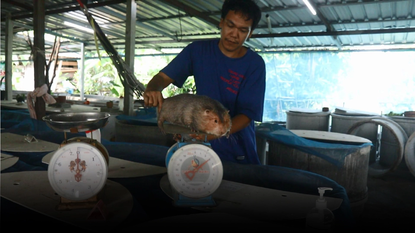 อาชีพใหม่เพาะเลี้ยง"ตัวอ้น"รายได้งาม