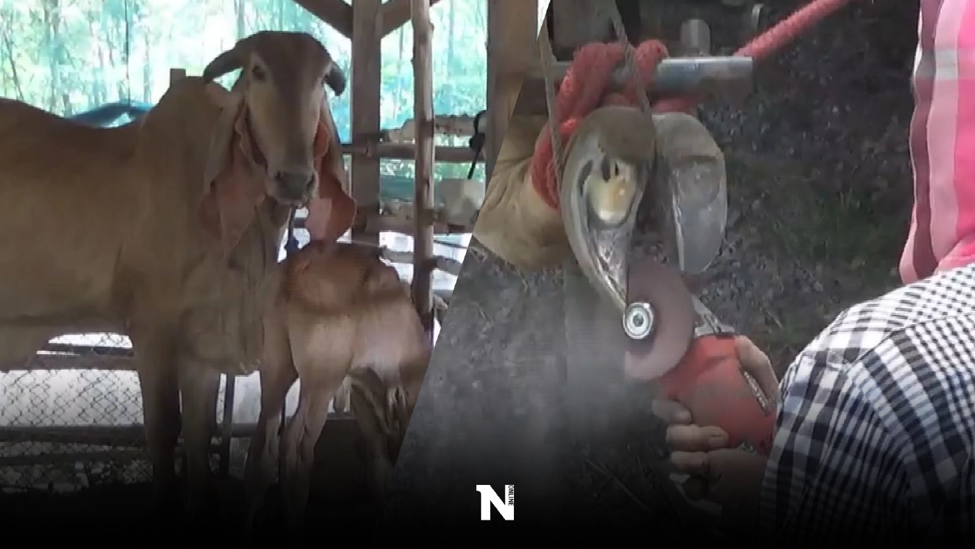 โควิดไร้ผลกระทบ ช่างแต่ง กีบวัว ทำเงิน 2 แสน/เดือน