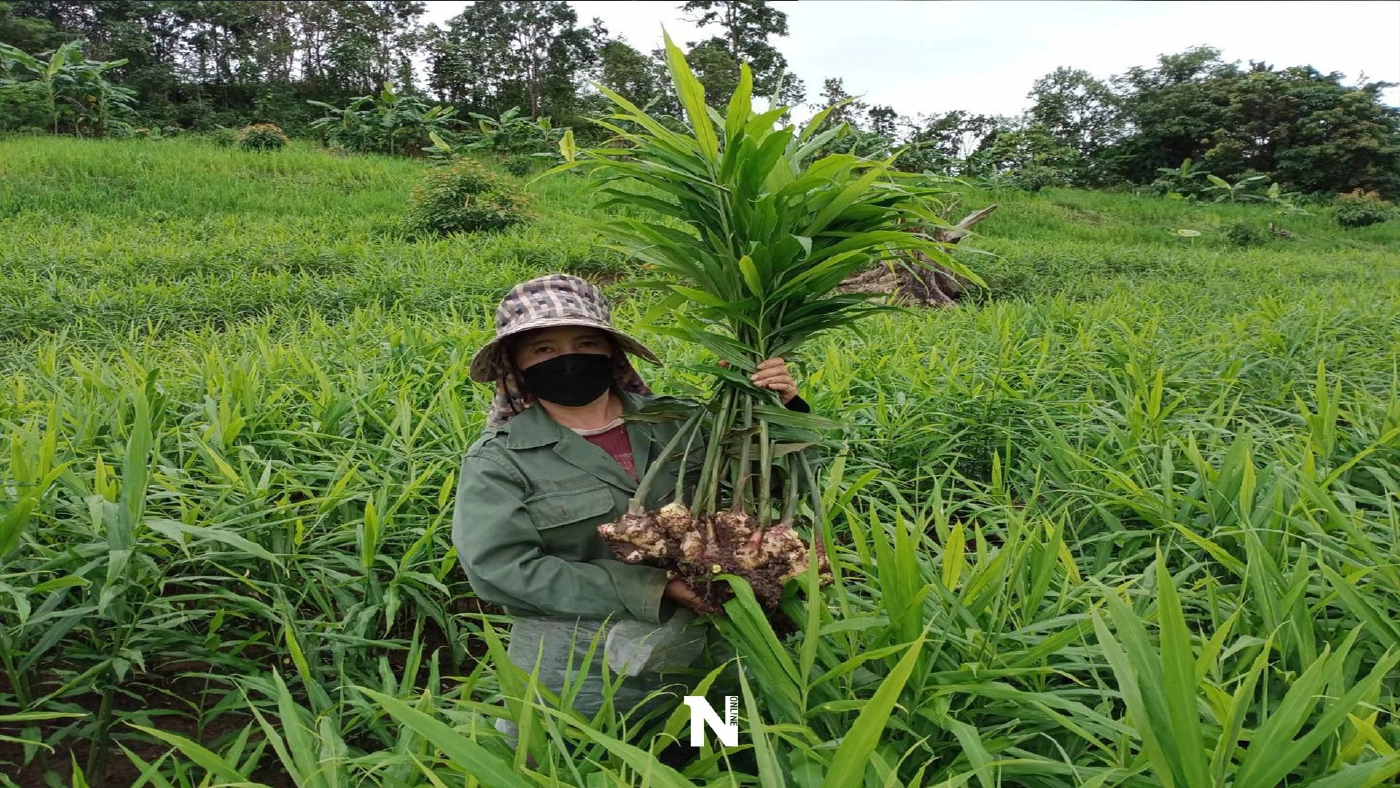 เกษตรกรพบพระ-หันปลูก“ขิง”รายได้ช่วงโควิดระบาด