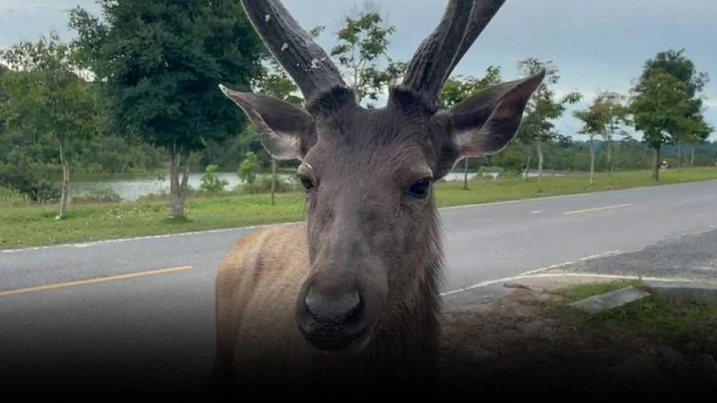 น่ารัก กวางป่าเขาใหญ่ สุดเชื่อง กินสปาเก็ตตี้และลำไย จากมือนักท่องเที่ยว