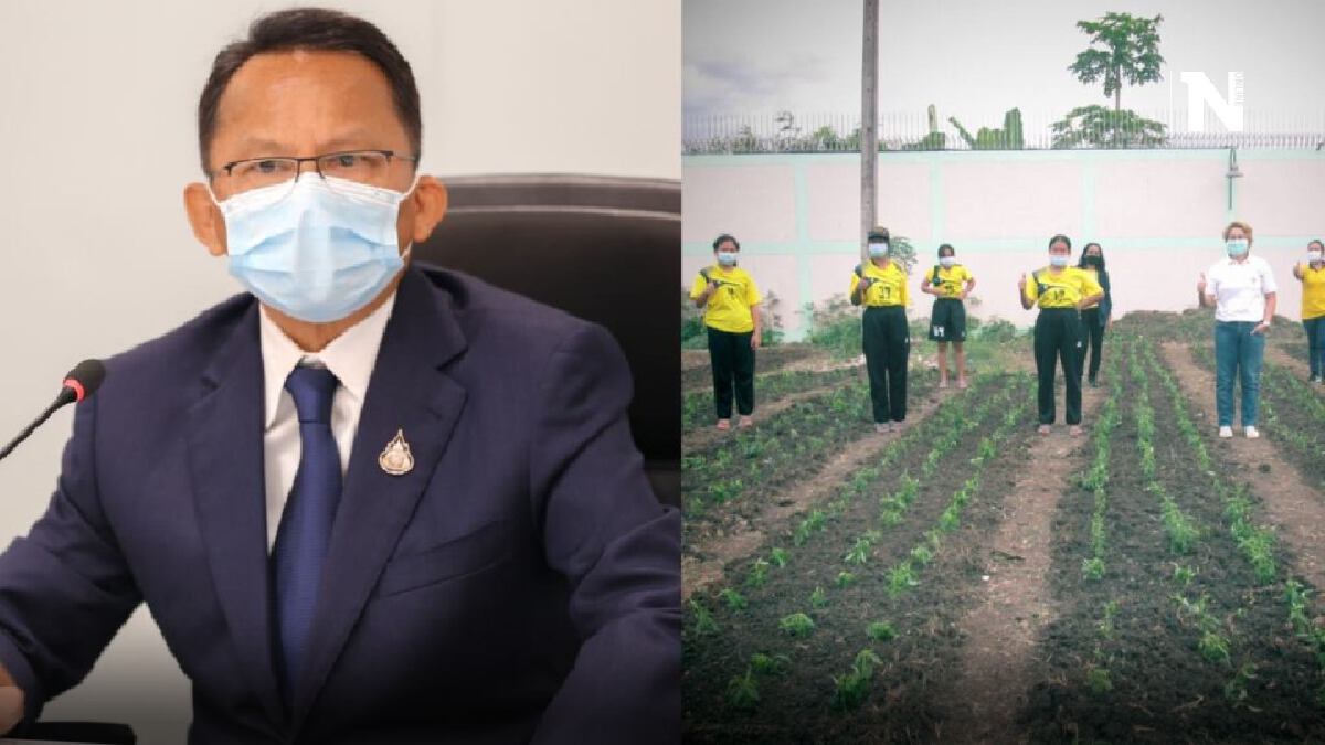 รมว.ยุติธรรม สั่งเร่งจัดอบรมปลูก "ฟ้าทะลายโจร" สู้โควิด-สร้างอาชีพ