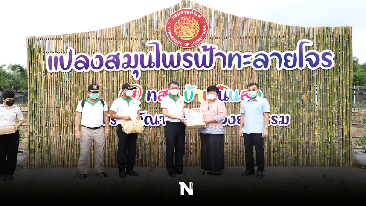 กรมราชทัณฑ์เปิดแปลงสาธิต โกฐจุฬาลัมพา กรมราชทัณฑ์เปิดแปลงสาธิต โกฐจุฬาลัมพา
