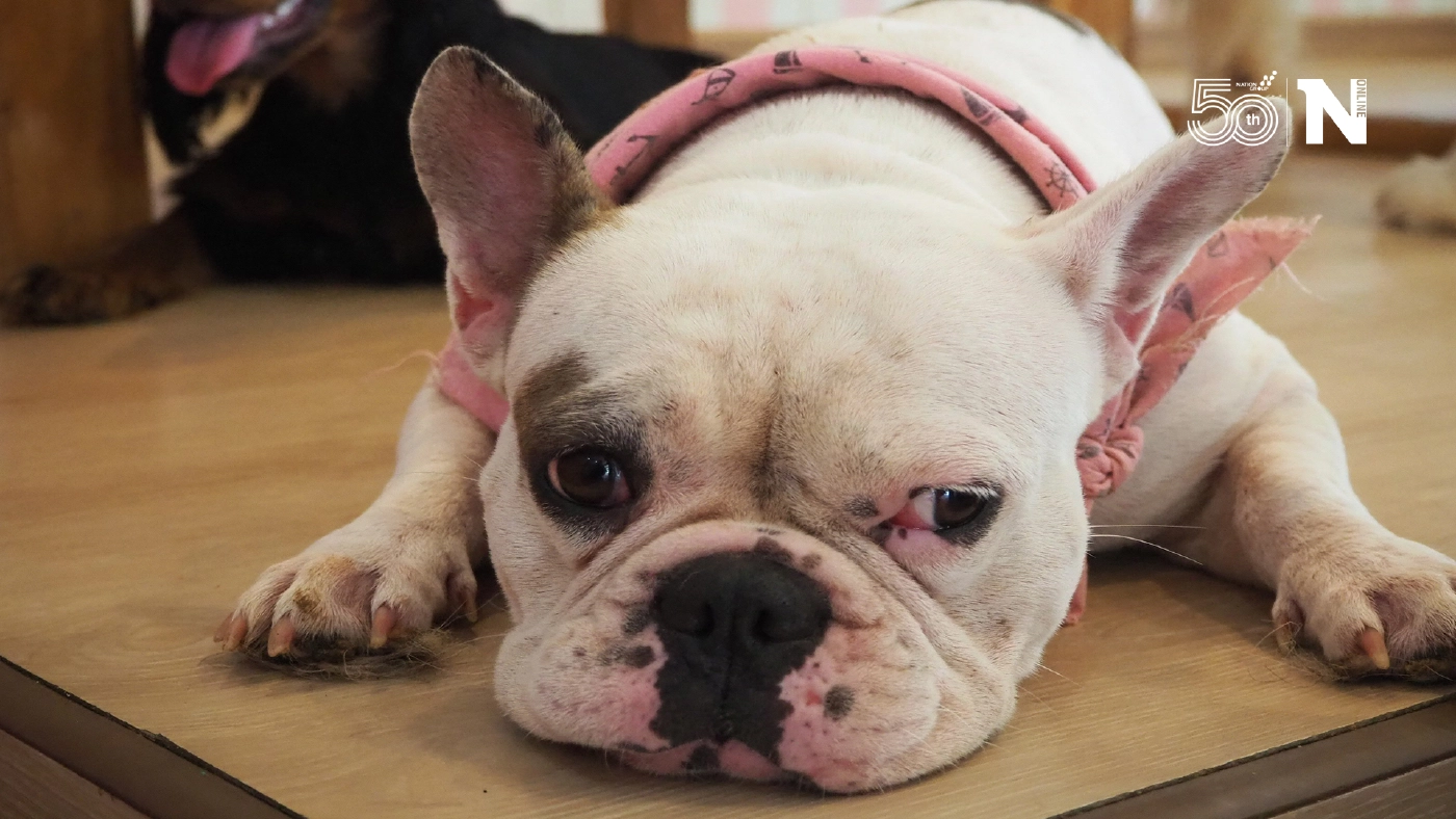 คาเฟ่หมาเชียงใหม่ ประกาศหาบ้านใหม่ให้น้องหมา