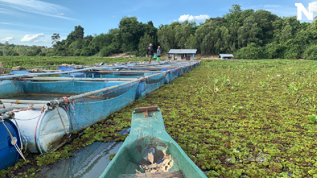 ผักตบชวาทำปลาในกระชัง 30 ตัน ทยอยตาย วอนรัฐช่วยเหลือ