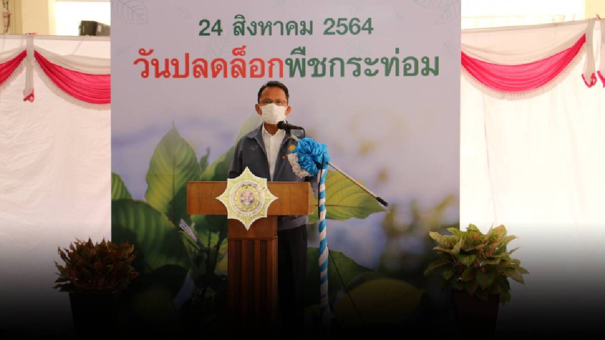 "สมศักดิ์" คิกออฟ ปลดล็อกพืชกระท่อม พรุ่งนี้