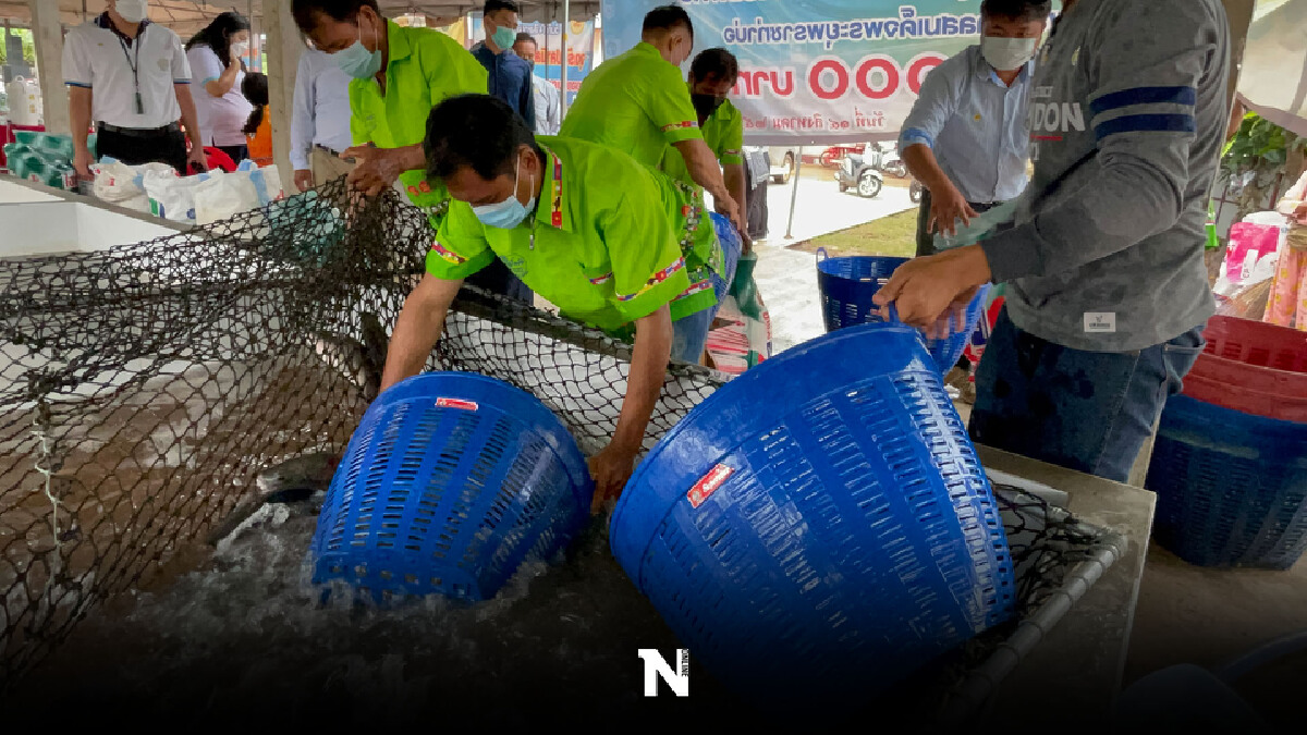 ระดุมทุนขายปลานิลริมโขง สมทบโรงพยาบาลช่วยโควิด ระดุมทุนขายปลานิลริมโขง สมทบโรงพยาบาลช่วยโควิด
