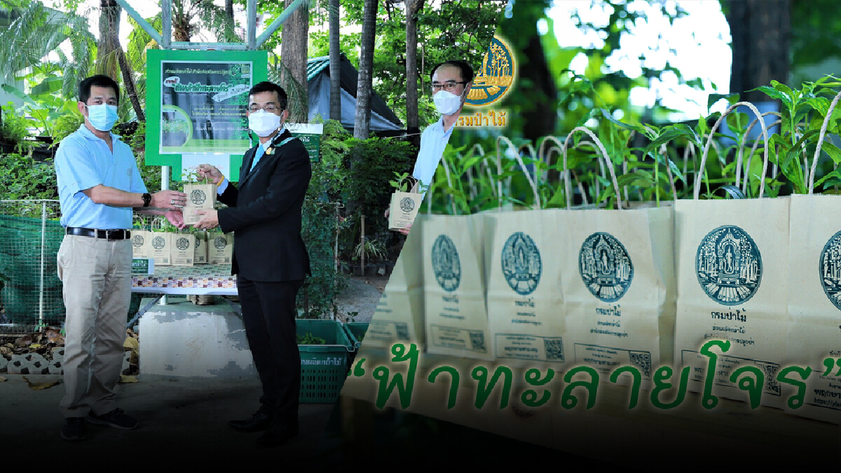 กรมป่าไม้ แจกฟ้าทะลายโจรต้านโควิด-19