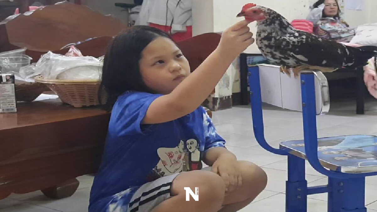 สุดเชื่อง“ไก่แจ้กำพร้าแสนรู้”แถมให้โชคเจ้าของ