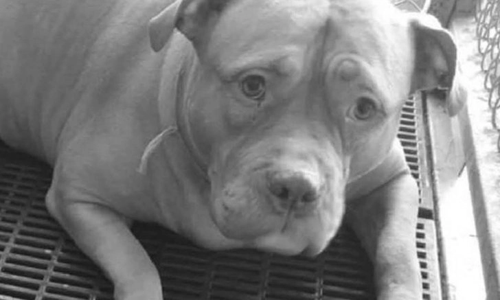 ชาวเน็ตสุดเศร้า "ภูริดา" พิทบูลแสนรักของ เจ๊หงษ์ ตายแล้ว